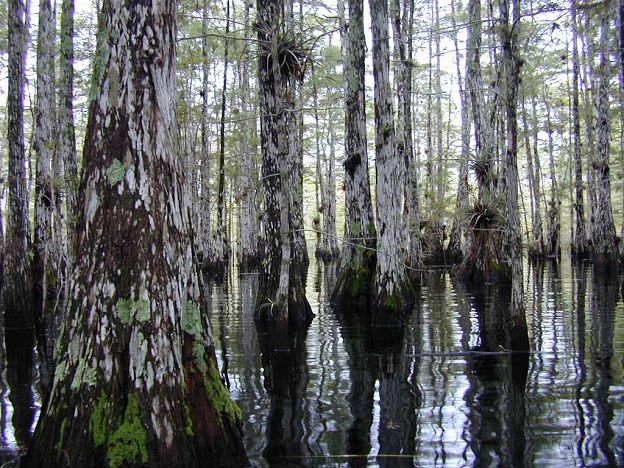 big-cypress-national-preserve